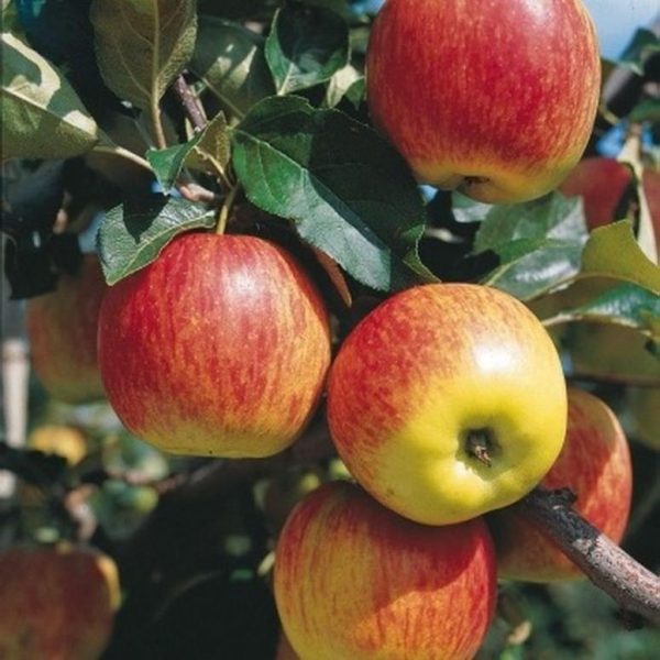 Яблоня Гала купить саженцы оптом и в розницу цена яблони Крым