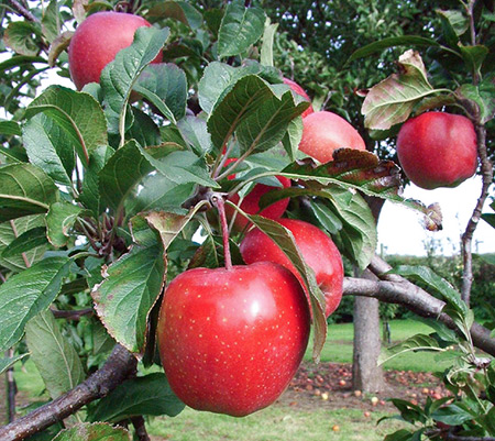 Яблоня Глостер продажа саженцев яблони цена в Крыму