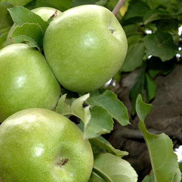 Яблоня Гренни Смит купить саженцы цена яблони Крым
