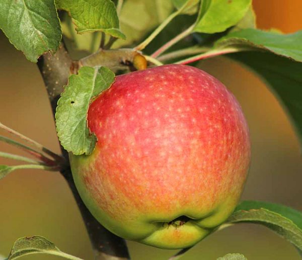 Яблоня Хелиос продажа саженцев яблони цены в Крыму