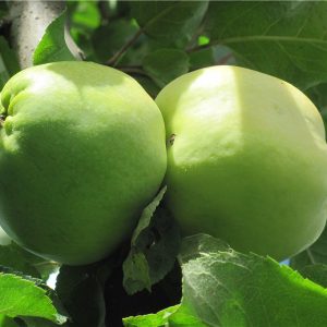 Яблоня Изумруд купить по цене питомника в Крыму