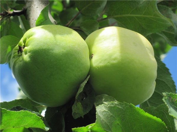 Яблоня Изумруд купить по цене питомника в Крыму