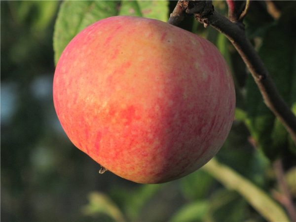Яблоня Конфетное купить саженцы яблони цена Крым