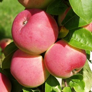 Яблоня Мельба купить саженцы яблони цена Крым