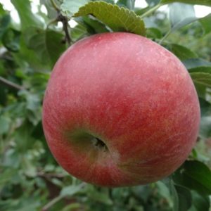 Яблоня Мелроуз купить саженцы яблони цена Крым