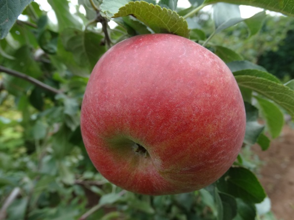 Яблоня Мелроуз купить саженцы яблони цена Крым