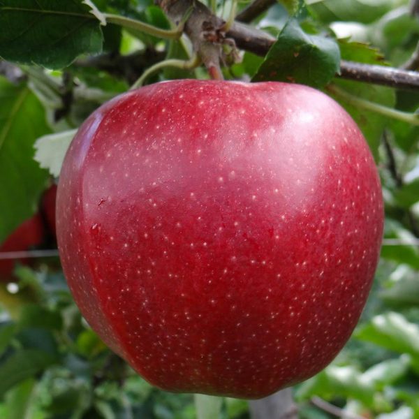 Яблоня Моди купить саженцы яблони цена Крым