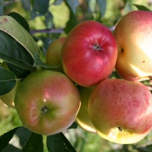Яблоня Прима купить саженцы яблони цена Крым