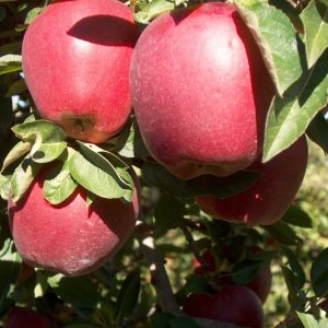 Яблоня Ред Делишес купить саженцы яблони цена Крым