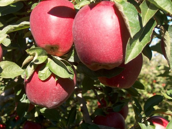 Яблоня Ред Делишес купить саженцы яблони цена Крым