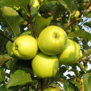 Яблоня Ренет Симиренко купить саженцы яблони цена Крым