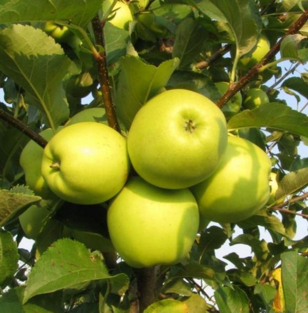 Яблоня Ренет Симиренко купить саженцы яблони цена Крым