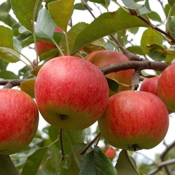 Яблоня Рубин купить саженцы яблони цена Крым