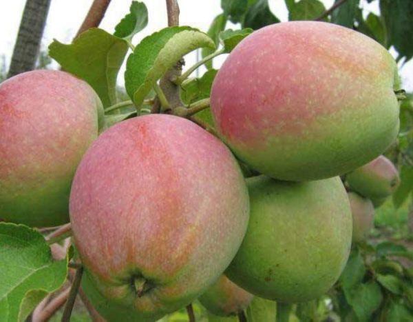 Яблоня Северный Синап купить саженцы яблони цена Крым