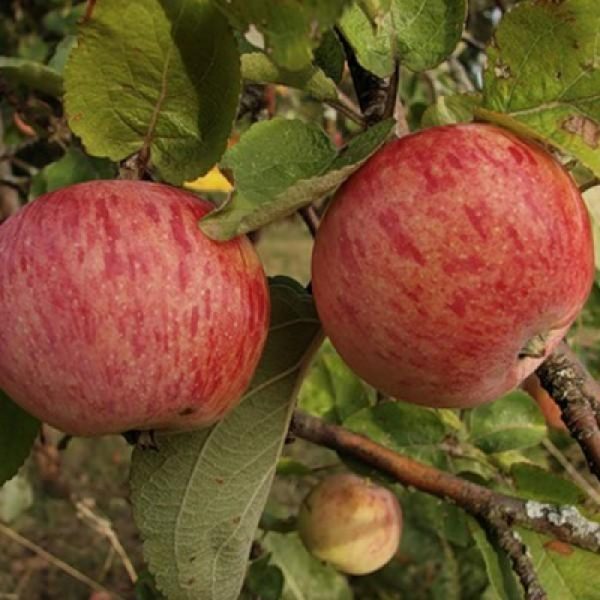 Яблоня Штрейфлинг продажа саженцев яблони цены в Крыму
