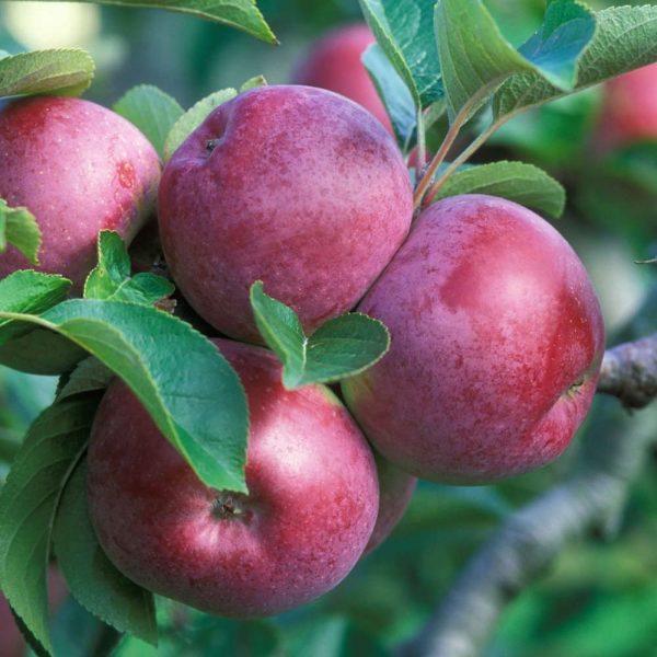 Яблоня Спартан продажа саженцев яблони цены в Крыму