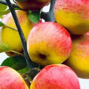 Яблоня Татьяна продажа саженцев яблони цены в Крыму