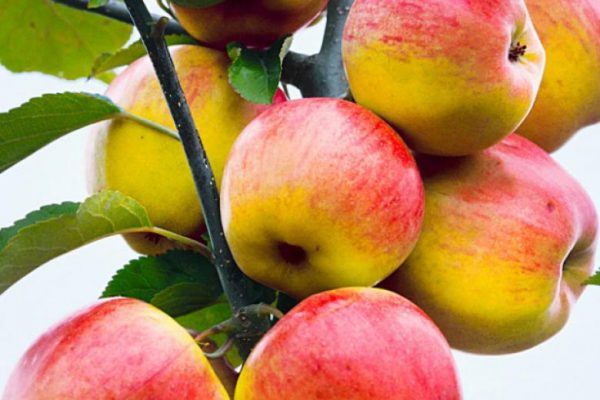 Яблоня Татьяна продажа саженцев яблони цены в Крыму