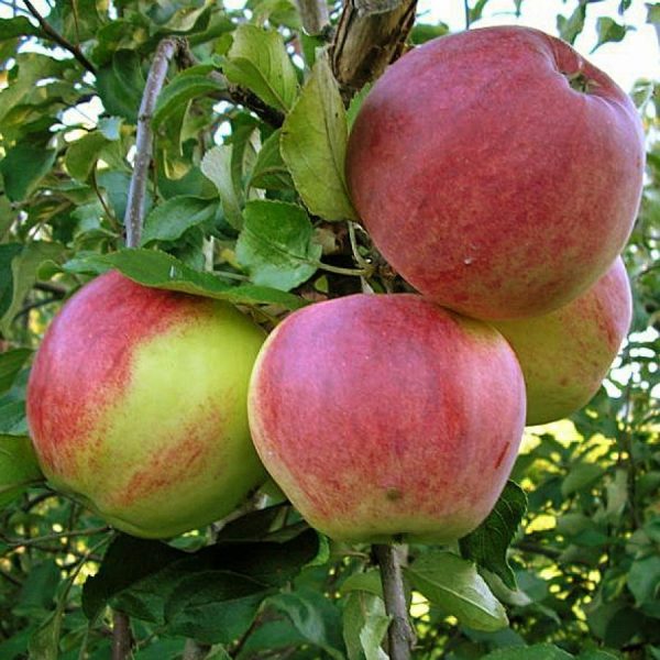 Яблоня Уэлси продажа саженцев яблони цены в Крыму