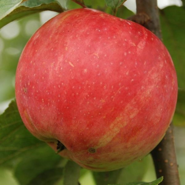 Яблоня Услада продажа саженцев яблони цены в Крыму