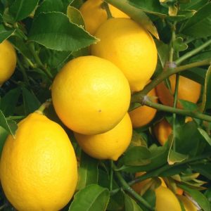 лимон новогрузинский
