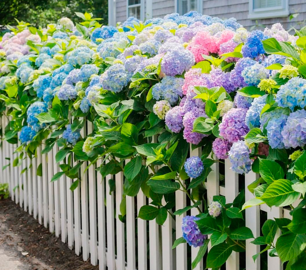 Гортензия Hydrangea