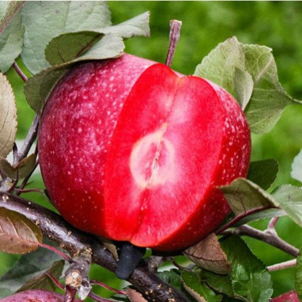 Сорт яблок купить. Яблоня джеромини. Сорт яблони джеромини. Яблоня красномясая джеромини.