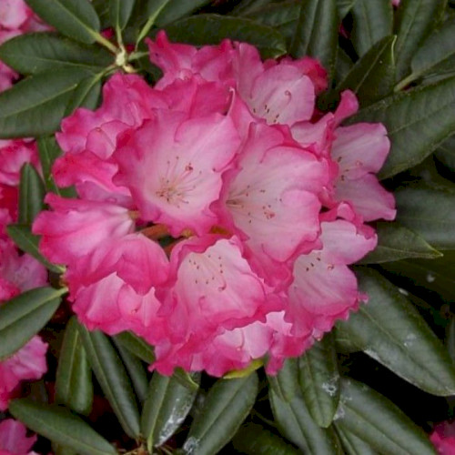rododendron_fantastika_fantastica_zakrytyy_koren-94717319185535 Рододендрон якушиманский "Фантастика" — изображение 1