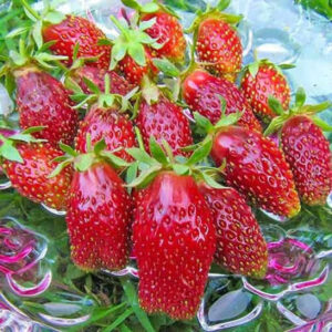 Клубника Купчиха  (10 шт.)